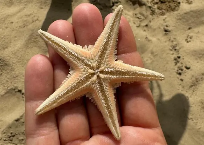 Tatil Evi Stella Maris Marina Centro *